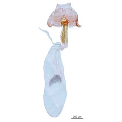 /filer/webapps/moths_gc/media/images/L/litchiella_Conopomorpha_GF_NHMUK-015359539.jpg