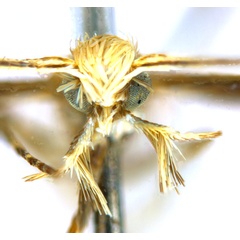 /filer/webapps/moths_gc/media/images/G/glochidia_Diphtheroptila_PT12_head1_ANIC.jpg