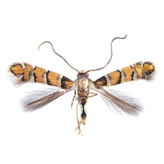 /filer/webapps/moths_gc/media/images/O/ostensackenella_Chrysaster_AM_Schacht-etal_2026_86.jpg