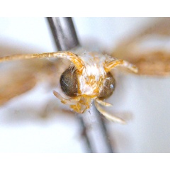 /filer/webapps/moths_gc/media/images/Z/zalosticha_Epicephala_PLT4_head1_ANIC.jpg