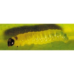 /filer/webapps/moths_gc/media/images/T/triceros_Callicercops_larva_Bippus_2019_22_14.jpg