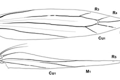 Cameraria corni