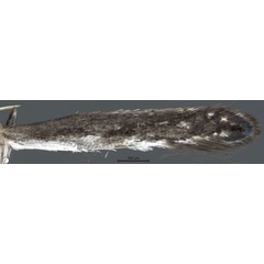 /filer/webapps/moths_gc/media/images/S/spermotrophus_Cuphodes_PT_A3_Triberti-etal_2026_127.jpg