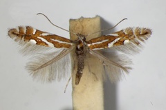 Phyllonorycter gerasimowi