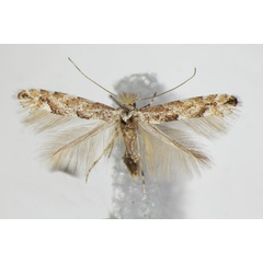 /filer/webapps/moths_gc/media/images/A/apparella_Phyllonorycter_A_ZSM_3.jpg