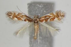Phyllonorycter macedonica
