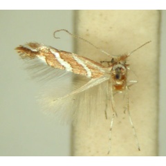 /filer/webapps/moths_gc/media/images/G/grewiaecola_Phyllonorycter_HT_TMSA6370.jpg