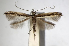 Micrurapteryx gradatella