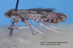 Parornix multimaculata