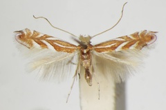 Phyllonorycter kusdasi