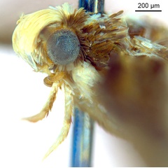 /filer/webapps/moths_gc/media/images/B/braidella_Parectopa_HT_head2_ANIC.jpg