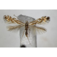 /filer/webapps/moths_gc/media/images/E/esperella_carpinicolella_Phyllonorycter_A_ZSM_2.jpg