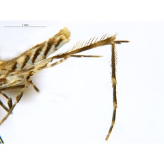 /filer/webapps/moths_gc/media/images/C/cornuta_Diphtheroptilia_PT1_leg_ANIC.jpg