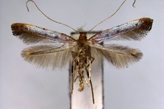 Caloptilia rhois