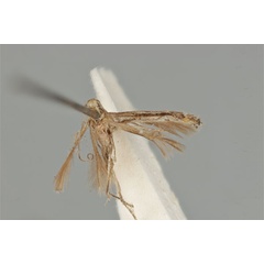 /filer/webapps/moths_gc/media/images/L/leptalea_Acrocercops_ST_ANIC31-087276_wing.jpg