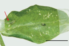 Phyllonorycter ivani