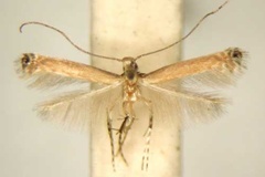 Acrocercops ficina