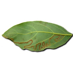/filer/webapps/moths_gc/media/images/P/perseafolia_Phyllocnistis_mine_DavisWagner_2011_48.jpg