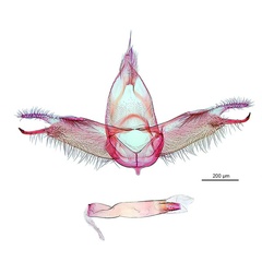 /filer/webapps/moths_gc/media/images/P/pandoxa_Cuphodes_GM_NULT024966_ANIC.jpg