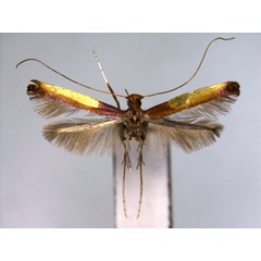 /filer/webapps/moths_gc/media/images/Z/zachrysa_Caloptilia_A_EIHU.jpg