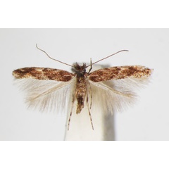 /filer/webapps/moths_gc/media/images/A/acaciella_Phyllonorycter_A_ZSM_3.jpg