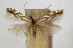 Phyllonorycter distentella
