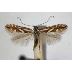 /filer/webapps/moths_gc/media/images/B/blancardella_Phyllonorycter_A_ZSM.jpg