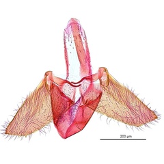 /filer/webapps/moths_gc/media/images/E/eumetalla_Polysoma_GM_De-Prins-etal_2025_248.jpg