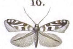 Phyllonorycter saportella