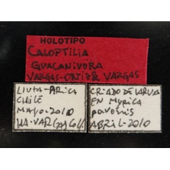 /filer/webapps/moths_gc/media/images/G/guacanivora_Caloptilia_HT_Labels_MNNC.jpg