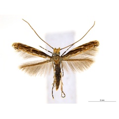 /filer/webapps/moths_gc/media/images/K/kuranda_Liocrobyla_PT5_ANIC.jpg