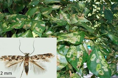 Phyllonorycter populifoliella