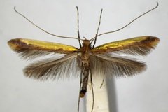 Caloptilia staintoni