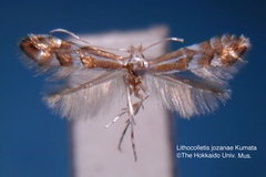 Phyllonorycter jozanae