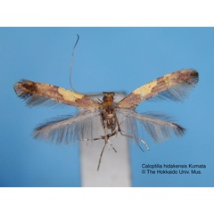 /filer/webapps/moths_gc/media/images/H/hidakensis_Caloptilia_HT_EIHU.jpg
