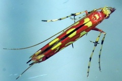 Macarostola zehntneri