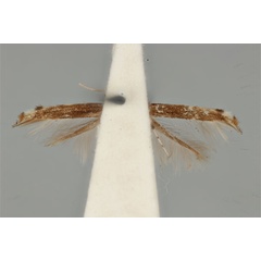 /filer/webapps/moths_gc/media/images/A/apoblepta_Acrocercops_ST_ANIC31-010807_ventral.jpg