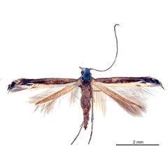 /filer/webapps/moths_gc/media/images/A/australis_Ornica_LTF_De-Prins-etal_2025_272.jpg