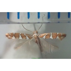 /filer/webapps/moths_gc/media/images/R/ruizivorous_Phyllonorycter_e.l.D.jpg