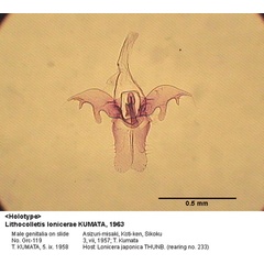 /filer/webapps/moths_gc/media/images/L/lonicerae_Phyllonorycter_GM_HT_119_EIHU.jpg