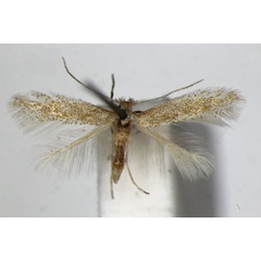 /filer/webapps/moths_gc/media/images/B/bartolomella_Phyllonorycter_PT_ZSM_4.jpg