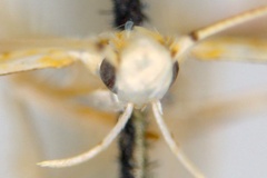 Cuphodes maculosa