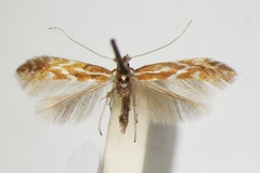 Phyllonorycter triflorella