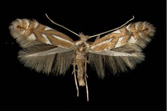 Phyllonorycter sorbi