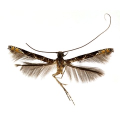/filer/webapps/moths_gc/media/images/C/cramerella_Conopomorpha_AF_RMCA650.jpg