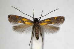 Euspilapteryx auroguttella