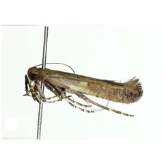 /filer/webapps/moths_gc/media/images/M/monticola_Caloptilia_A_Kim-etal_2022_7.jpg