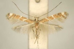 Acrocercops combreticola