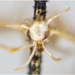 /filer/webapps/moths_gc/media/images/D/didymosticha_Cuphodes_PLT_head_ANIC.jpg