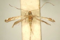 Schedocercops maeruae